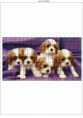 /album/esquemas-no-estan-completos-como-ejemplos-/perritos-0-png/